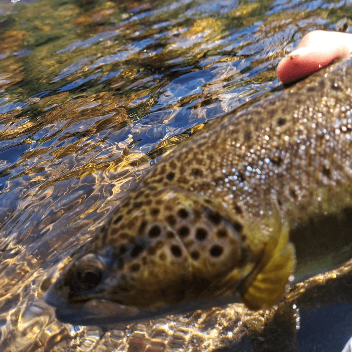 Pesca a mosca in torrrente