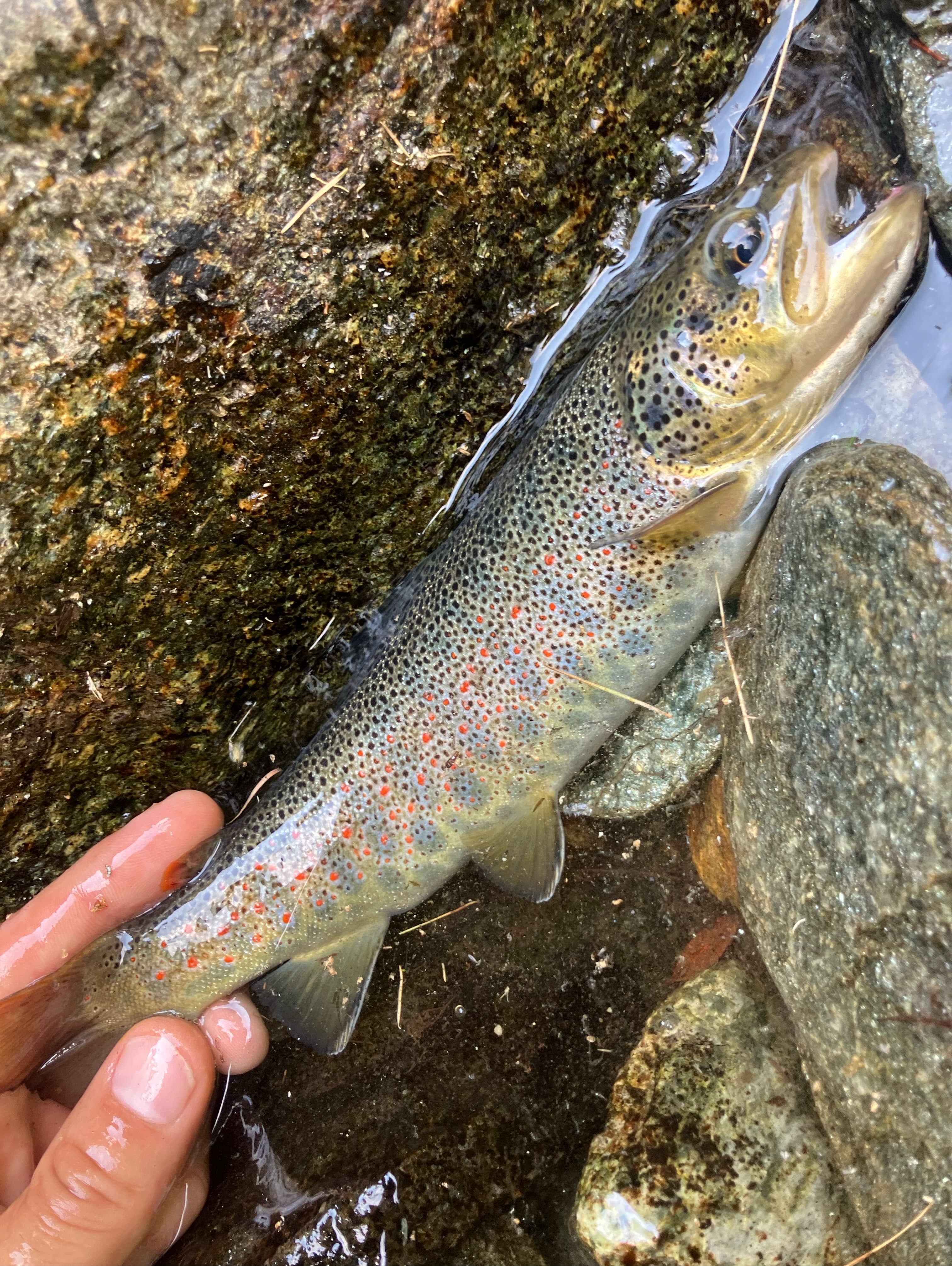 Dry-Fly Fishing