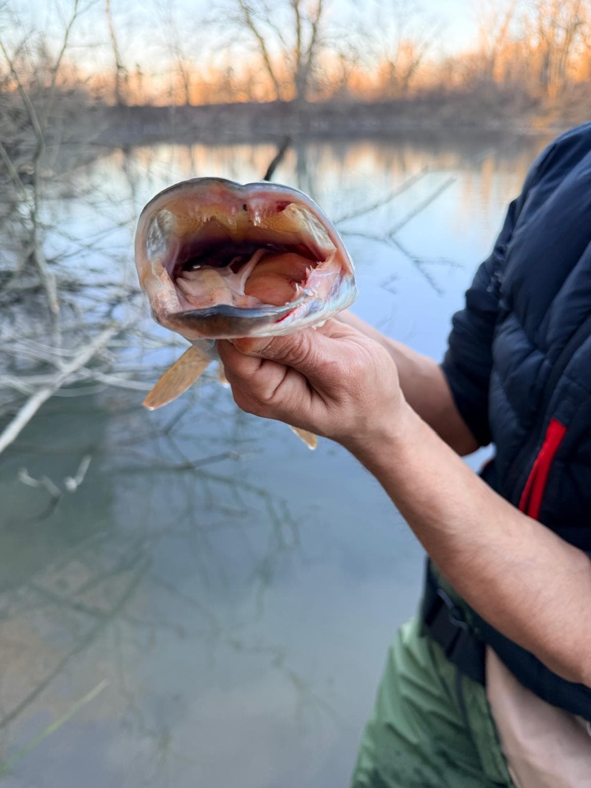 diego armando Provenzano - 2