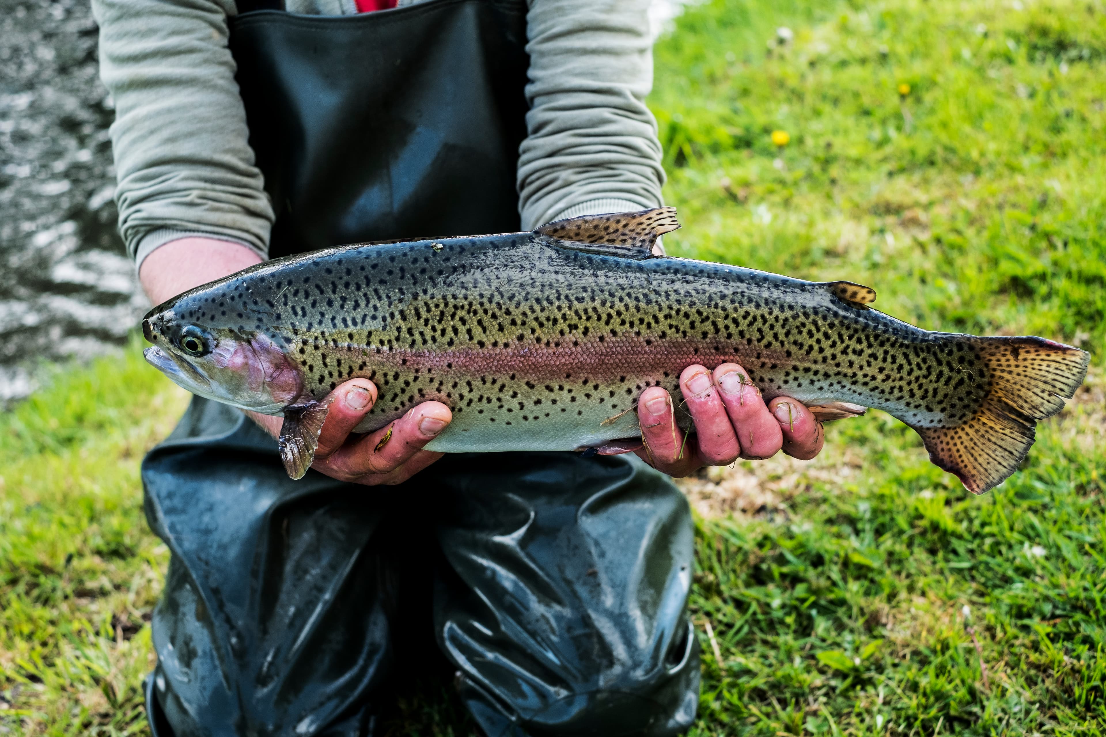 Trout and Salmonid Fishing: Complete Guide for Lakes, Rivers and Streams