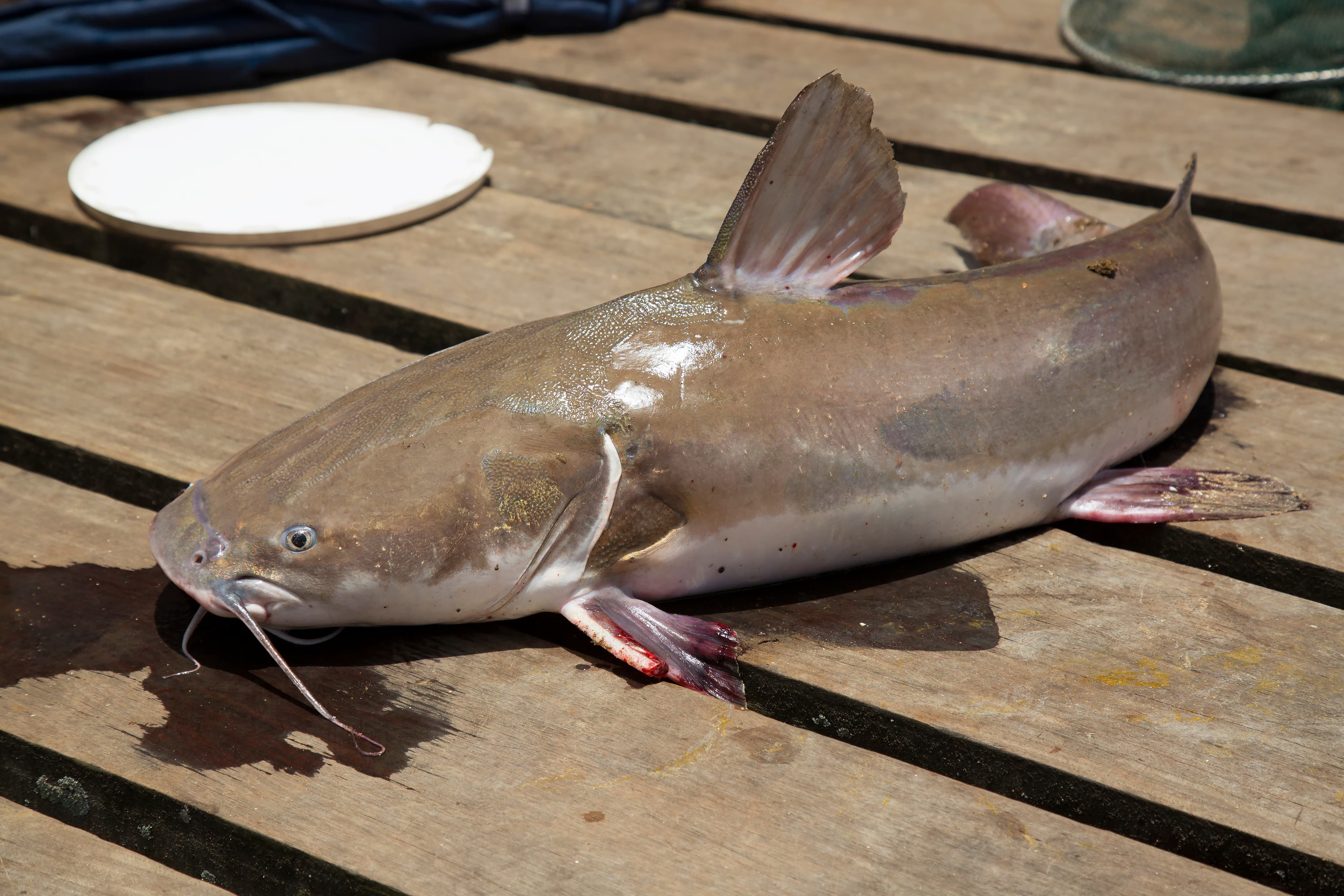 Catfish Fishing: Techniques, Baits and Professional Guide Tips