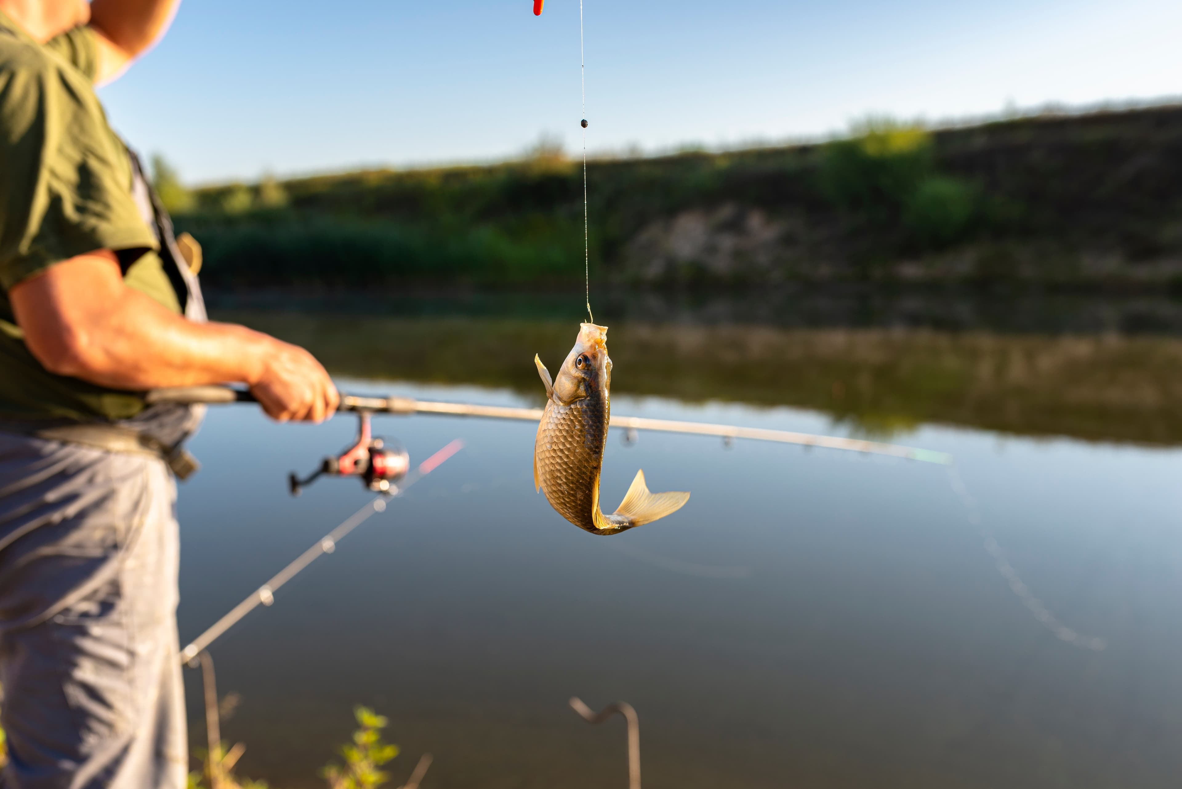 Live bait fishing: techniques, baits, and practical tips